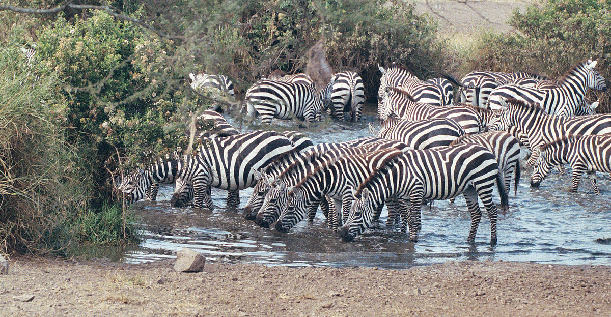 Zebras on the plains