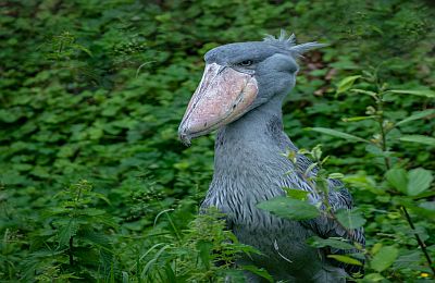 2-Day Shoebill Safari Adventure discover the diffrent types of birds