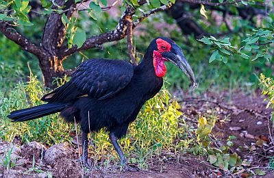 Seven-day bird watching safari across Uganda's renowned national parks and diverse habitats.