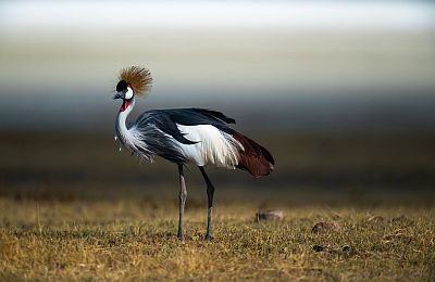 A grey Crowned Crane also known as the African crowned crane