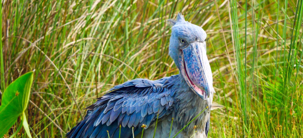 Uganda Birding Safaris