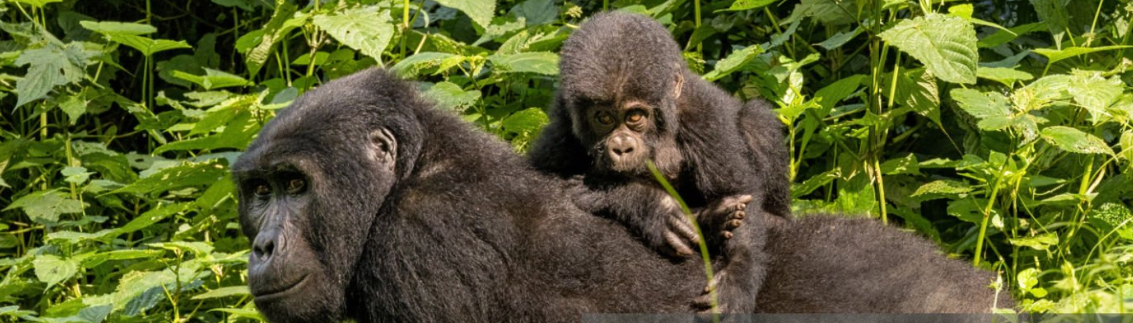 gorilla trekking in uganda, rwanda and congo
