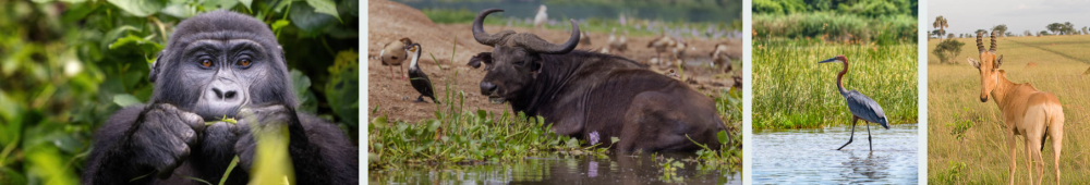 Mountain gorilla trekking in Bwindi Impenetrable Forest, Uganda - Discover wildlife, birds, and natural beauty on safari.