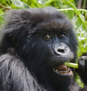 experience gorilla tours in uganda and rwanda