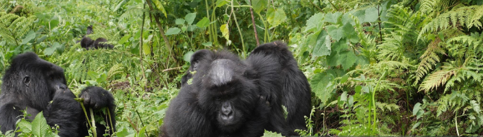Nkuringo Sector in Bwindi Impenetrable Forest