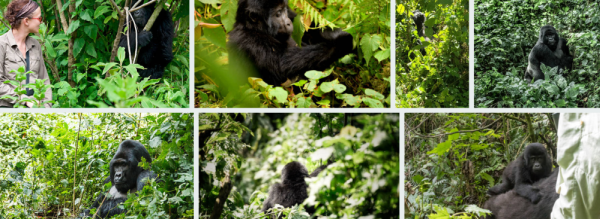 Gorilla trekking in Uganda's Bwindi Impenetrable National Park, showcasing a close encounter with mountain gorillas in their natural habitat