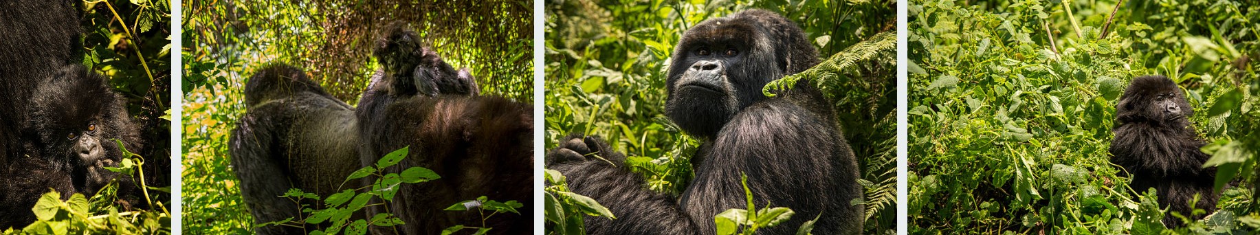 Mountain gorilla in Virunga National Park, Democratic Republic of the Congo