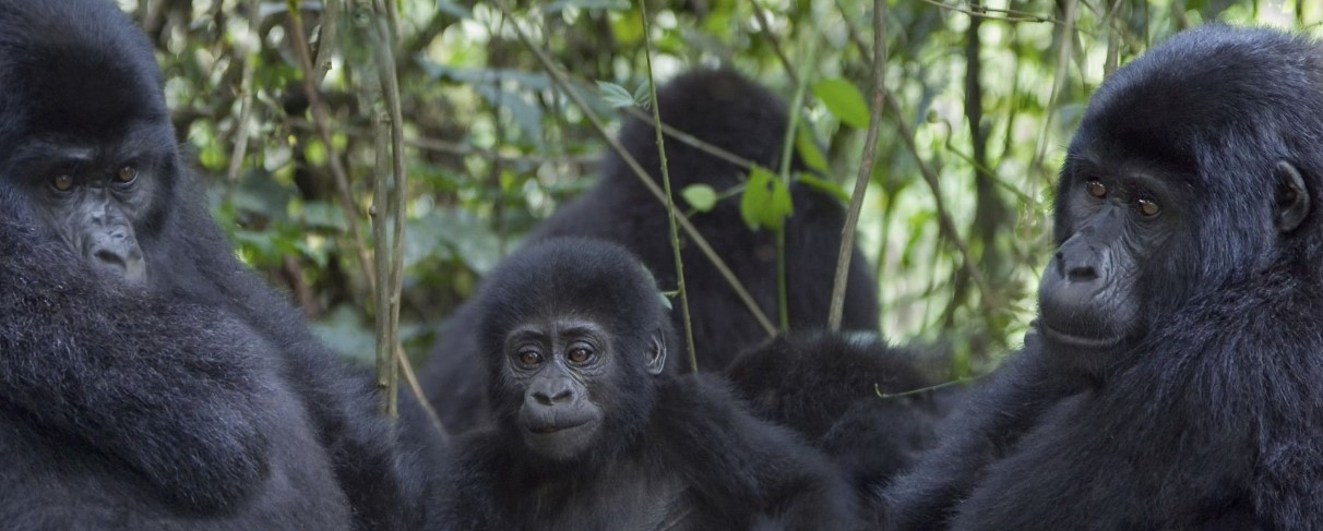 Excursiones de gorilas en Uganda y Ruanda