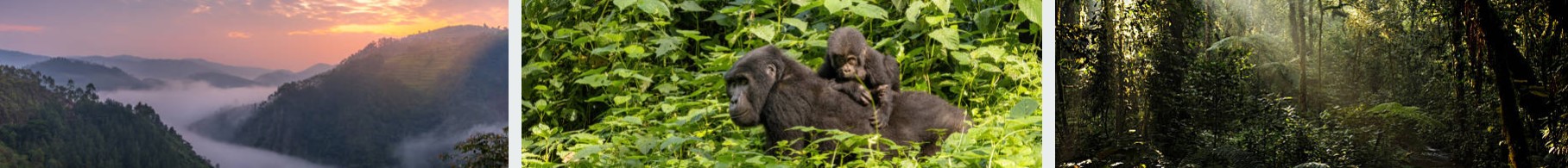 8-Day Uganda Chimpanzees and Gorillas