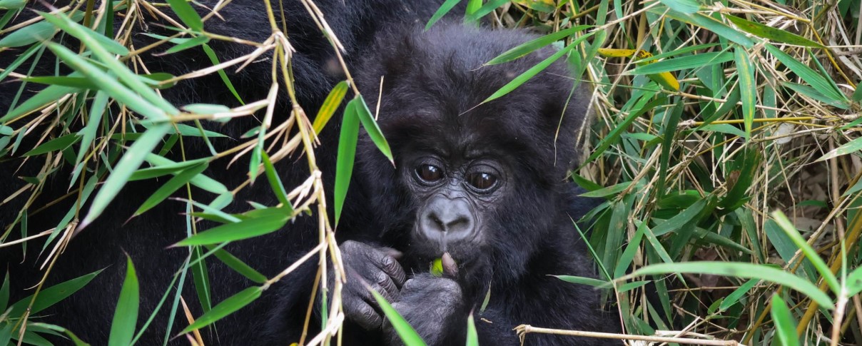 Uganda safari destination