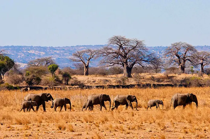 Chimpanzees and Big Five