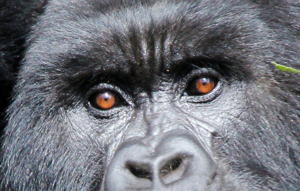 Rwanda safari destination