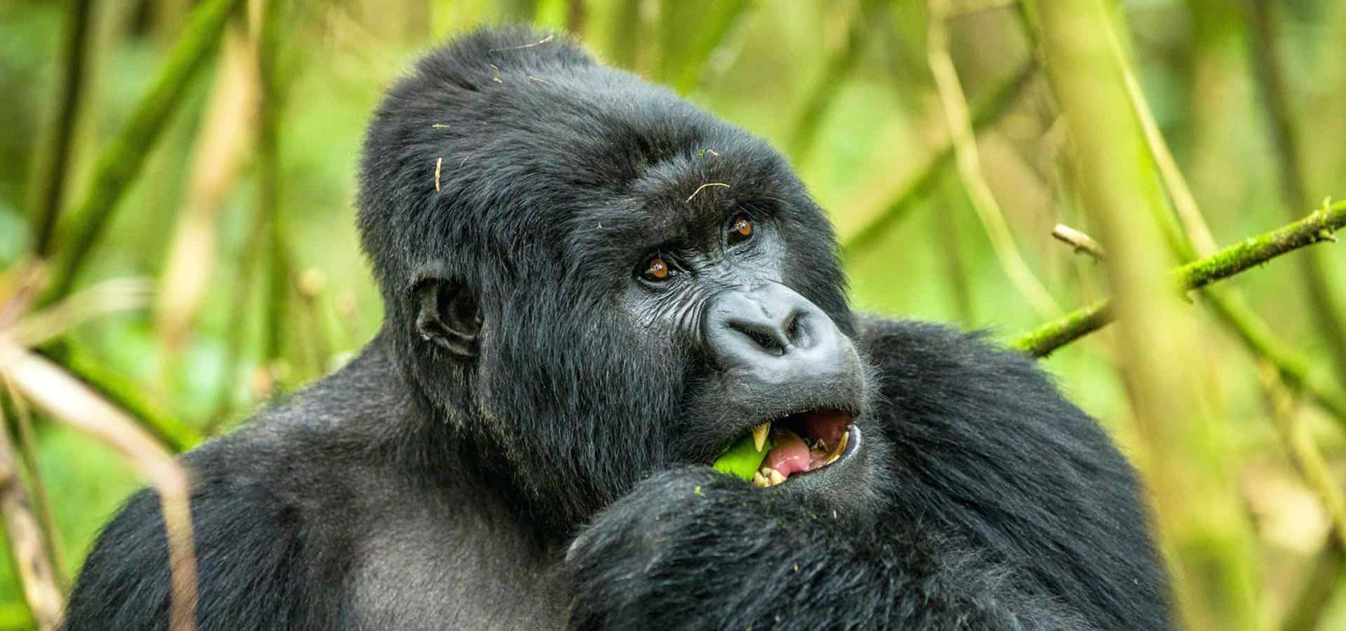 Group Safaris Africa