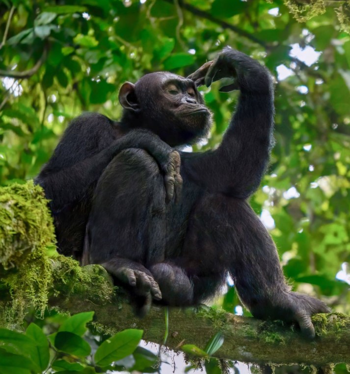Chimpanzee Tracking