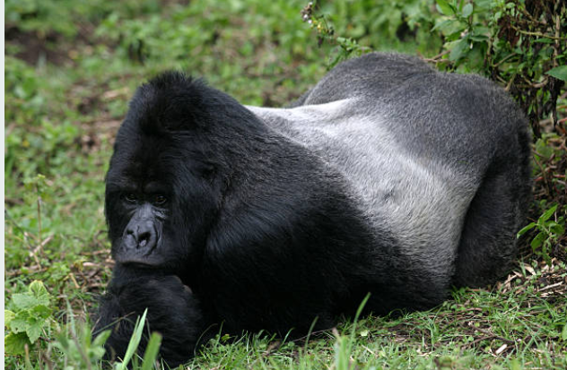 mountain Gorilla And Dian Fossey Hike offers gorilla trekking, cultural encounters, and conservation history for uganda safari.