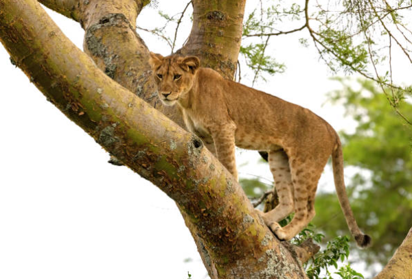 Tree Climbing Lions In Uganda