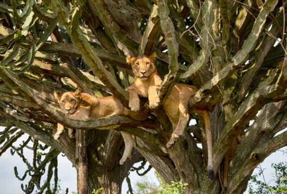 Lion resting on tree branch in Ishasha, Uganda