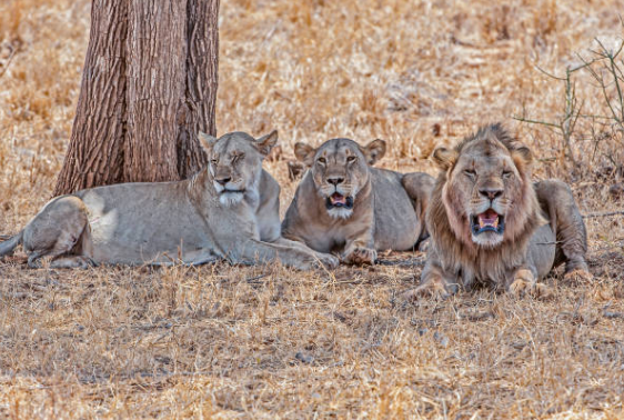 Meru National Park's wildlife, game drives, and cultural experiences. Discover the best time to visit