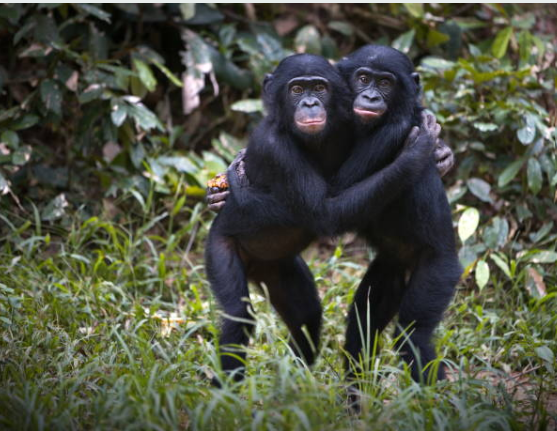 s in Uganda swinging through trees in lush green forest habitat.