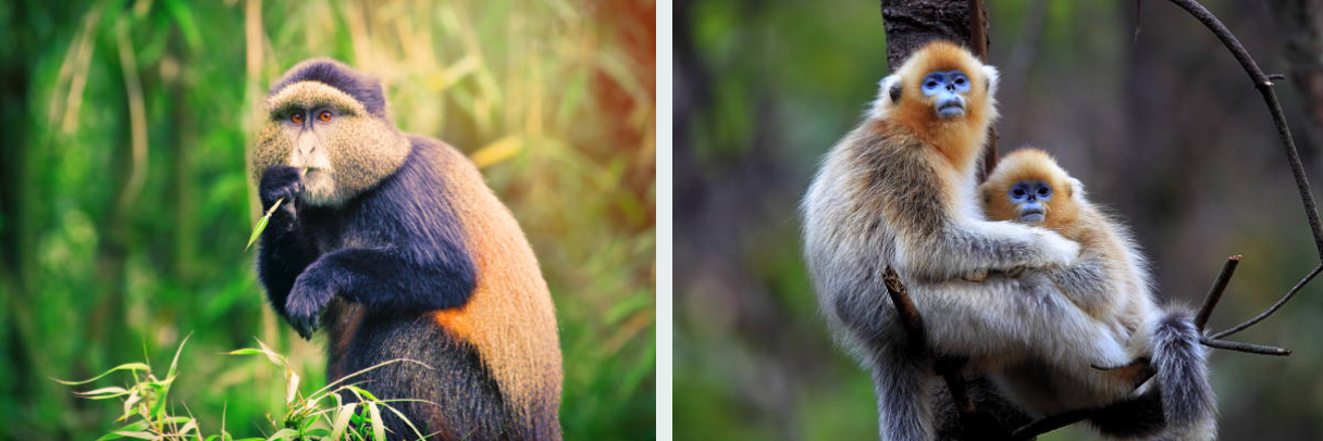 Golden monkeys leaping in lush Virunga bamboo forests