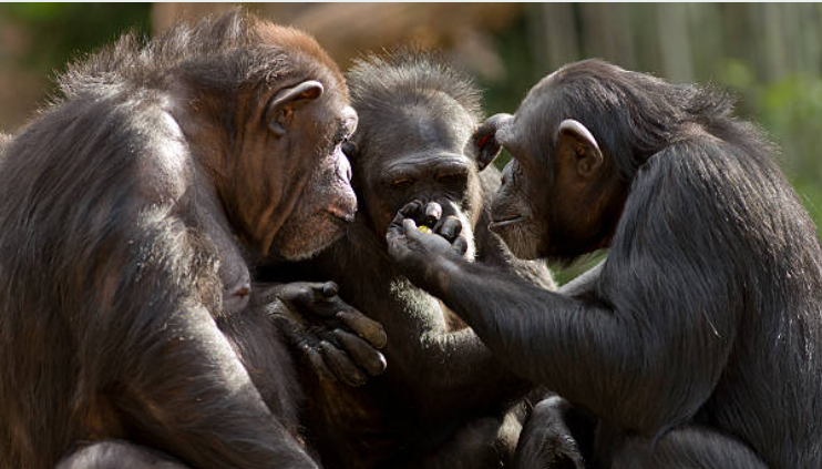 Chimpanzees In Uganda