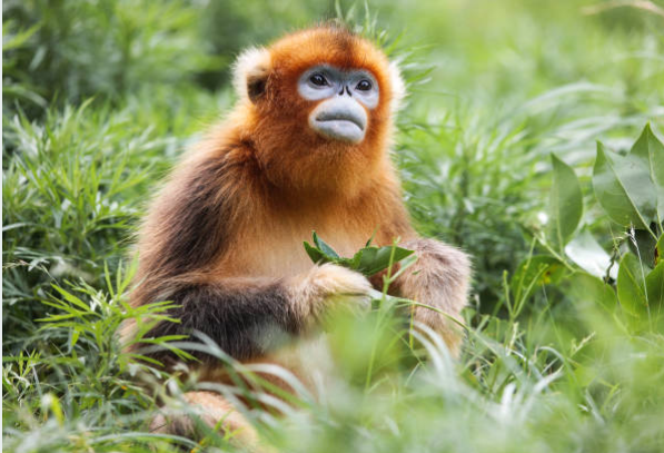 Golden Monkeys In Uganda