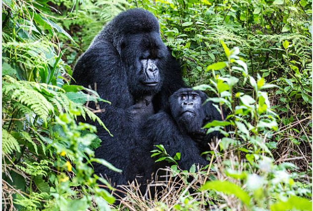 Mountain Gorillas In Uganda