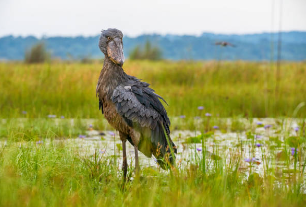 Alt Text: Iconic shoebill standing in Uganda swamp with wide shoe-shaped bill.