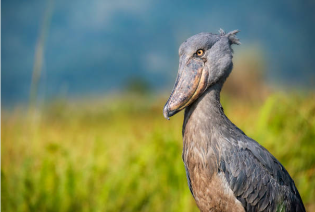 Ugandan Shoebill