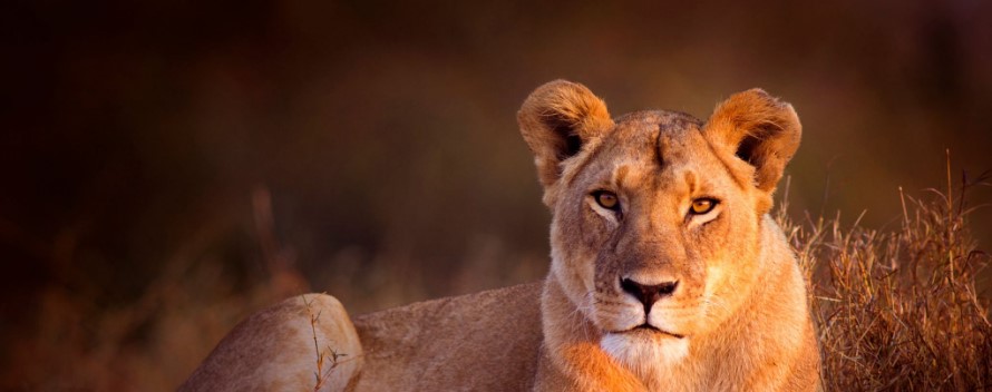 Big Five Safaris